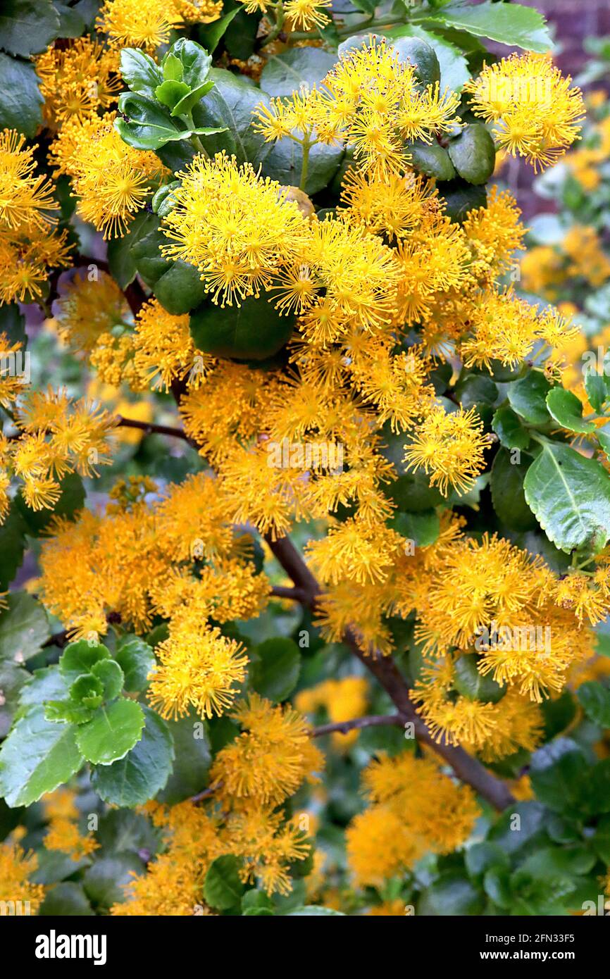 Azara serrata ‘Andes Gold’ azara a denti di sega – fiori sferici gialli profondi e foglie verdi scure, maggio, Inghilterra, Regno Unito Foto Stock