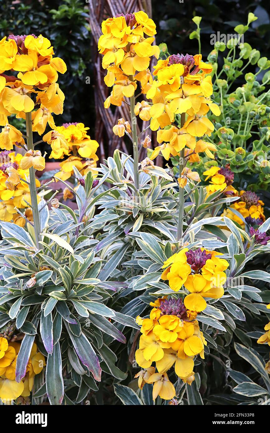 Erysimum cheiri ‘Fragrant Star’ Wallflower Fragrant Star – fiori gialli dorati con foglie variegate, maggio, Inghilterra, Regno Unito Foto Stock