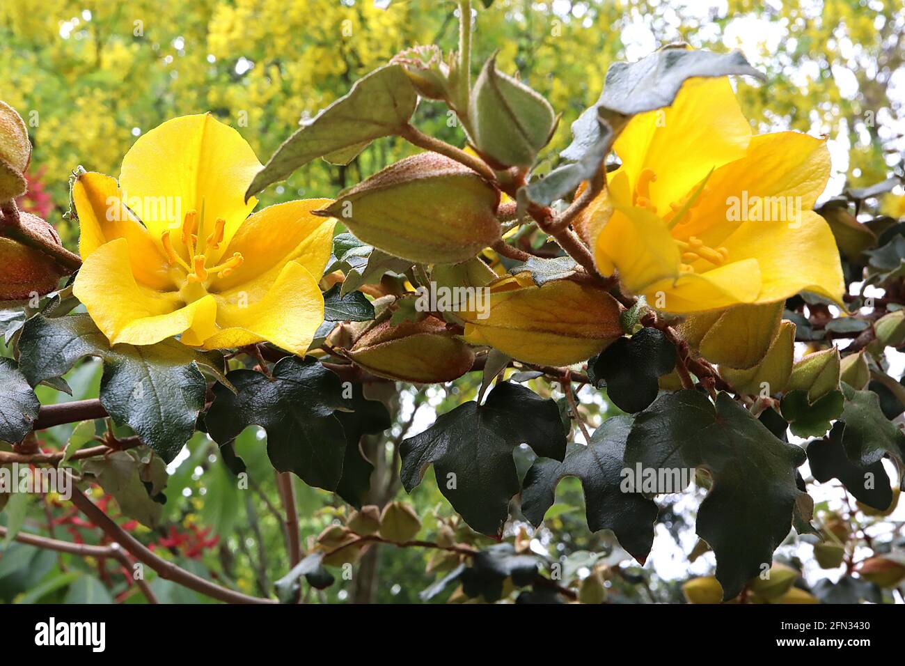 Fremontodendron ‘Pacific Sunset’ Flannel Bush Pacific Sunset – spessi fiori gialli e arancioni rossi (bratti) e foglie lobate di colore verde scuro, maggio, Inghilterra Foto Stock