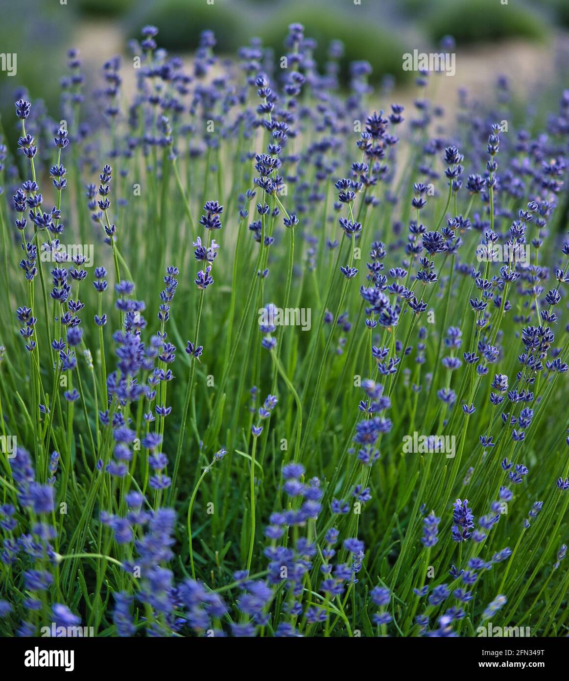 Lavanda girato durante una visita al campo di Lavanda e festival. Calma e serena Foto Stock