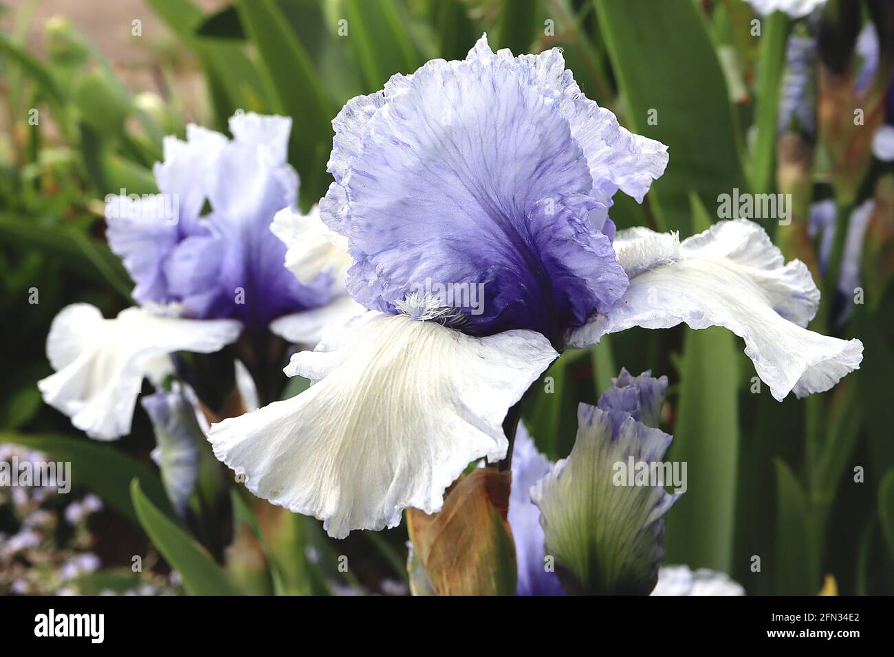 Iris ‘Cascade Springs’ Tall Bearded iris Cascate bianche, standard azzurro con base blu scuro, barba bianca, maggio, Inghilterra, Regno Unito Foto Stock