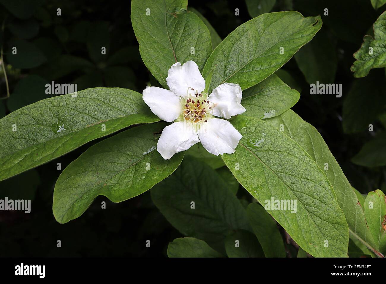 Mespilus germanica Medlar comune – fiori bianchi a forma di tazza e ampie foglie ellittiche, maggio, Inghilterra, Regno Unito Foto Stock