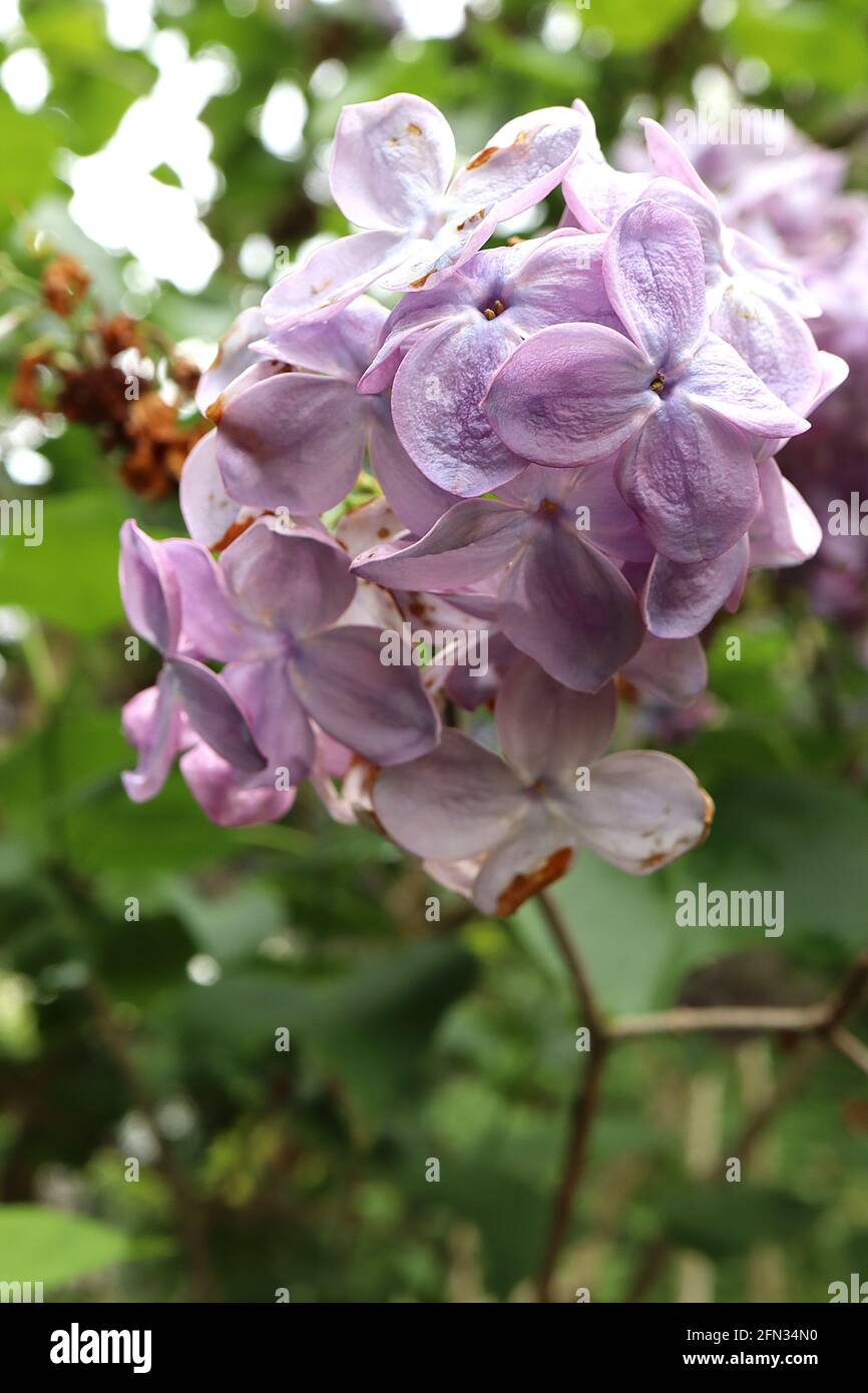 Syringa vulgaris ‘Blue Skies’ Lilac Blue Skies – fiori profumati blu lavanda con petali di grandi dimensioni, maggio, Inghilterra, Regno Unito Foto Stock