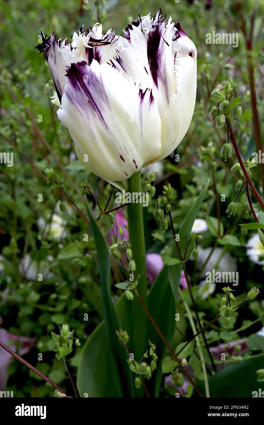 Tulipa ‘Purple Circus’ frange 7 Purple Circus tulip – fiori bianchi frangiati con striature viola irregolari, maggio, Inghilterra, Regno Unito Foto Stock
