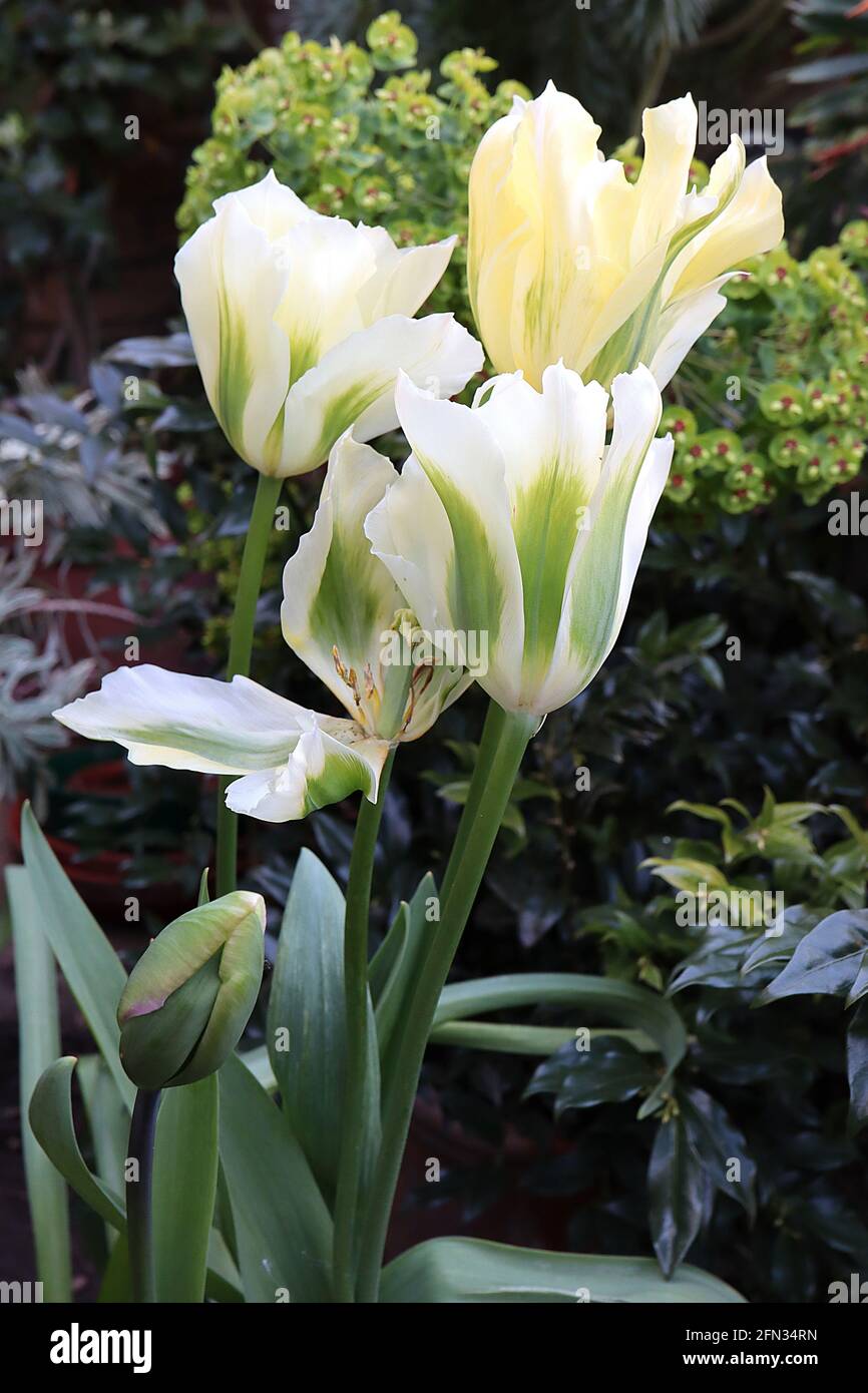 Tulipa ‘Spring Green’ Viridiflora 8 tulipano verde primavera - fiori crema, fiamma verde brillante, maggio, Inghilterra, Regno Unito Foto Stock
