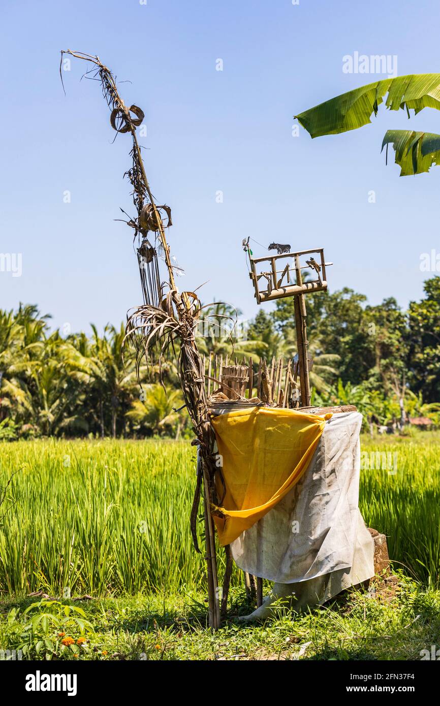 Piccolo santuario in un campo di riso, Ubud, Bali, Indonesia, Sud-est asiatico, Asia Foto Stock