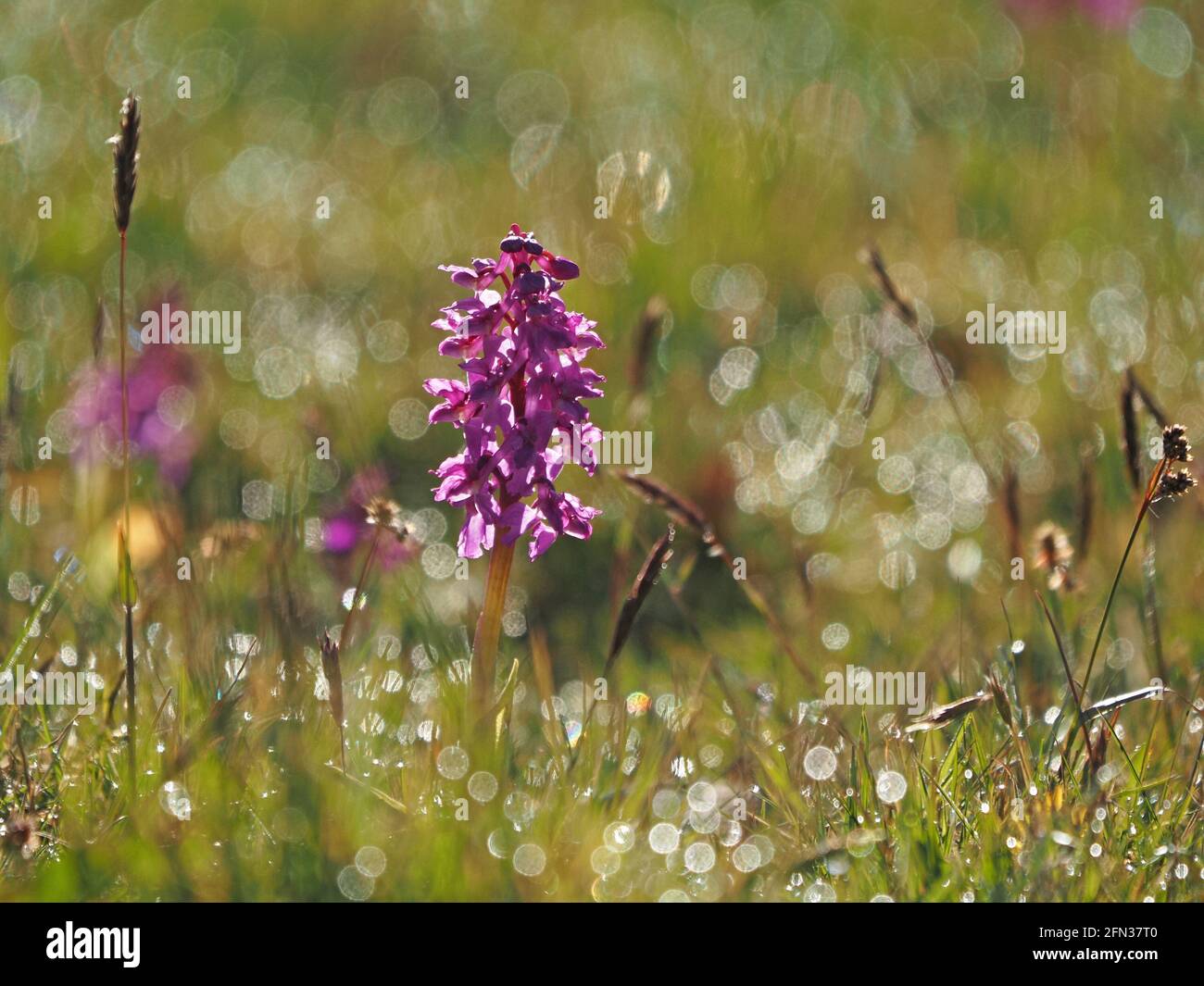 Orchidea (Orchidea mascola) retroilluminata con luce del mattino sulla rugiada che crea tenui riflessi nel prato erboso del Lancashire, Inghilterra, Regno Unito Foto Stock