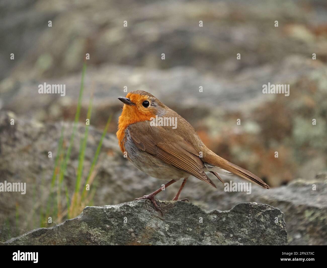 European Robin or robin redbreast (Erithacus rubbecula) su muro di pietra a secco in un giorno di primavera vento selvaggio da Haweswater a Mardale, Cumbria, Inghilterra, Regno Unito Foto Stock