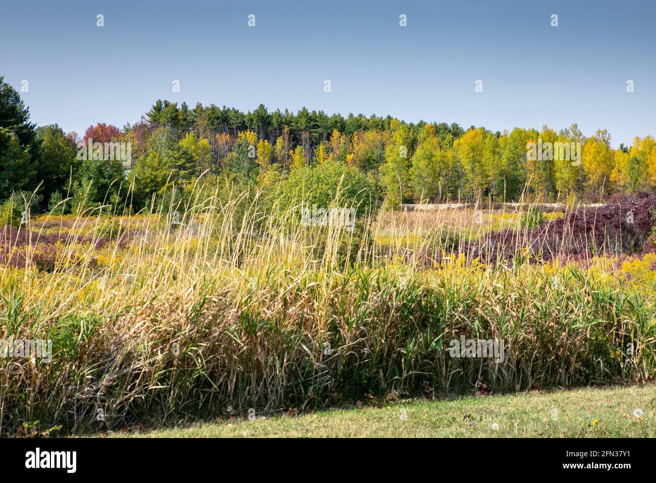 Autunno Vermont Foto Stock