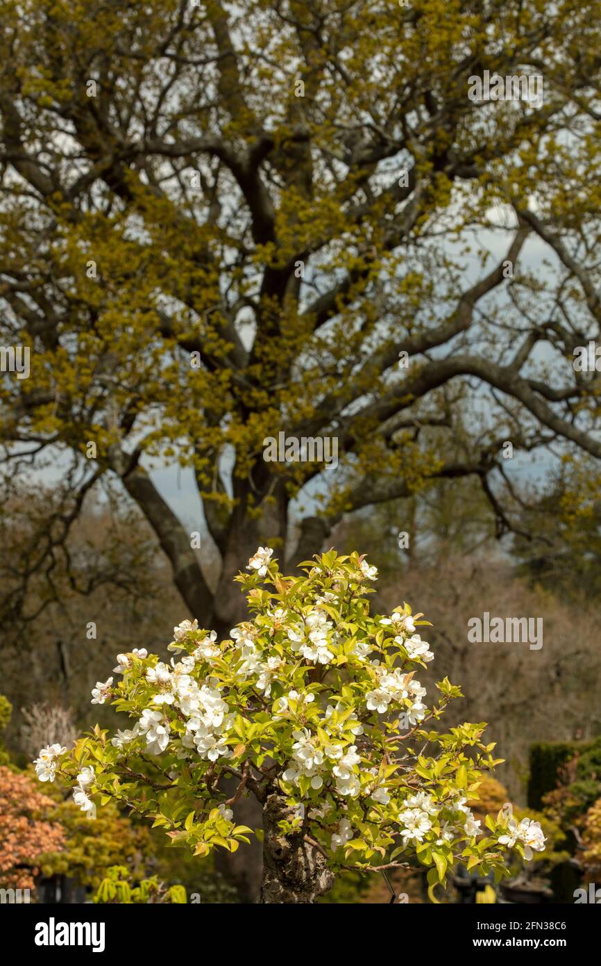 Bonsai (35 anni), albero di Malus Sylvestris in piena fioritura primaverile Foto Stock