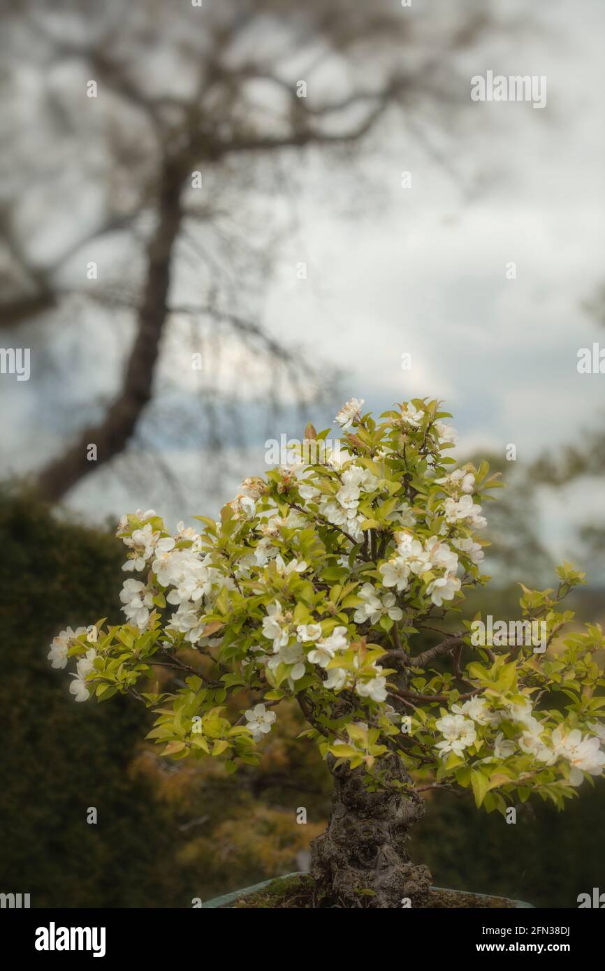 Bonsai (35 anni), albero di Malus Sylvestris in piena fioritura primaverile Foto Stock