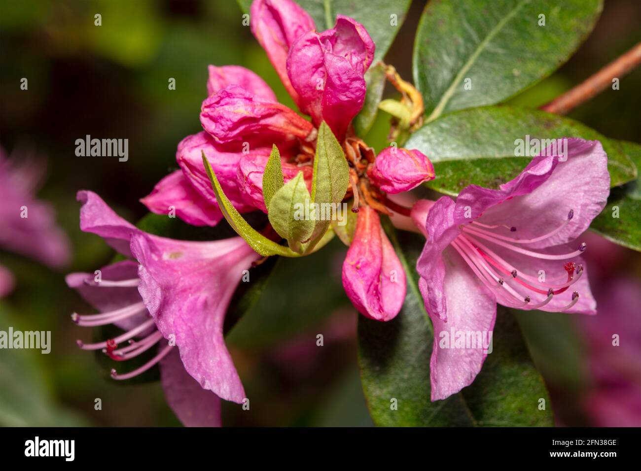 Primo piano ritratto floreale naturale di Rododendron – Olga Mezitt, fiori aperti e boccioli con fogliame Foto Stock