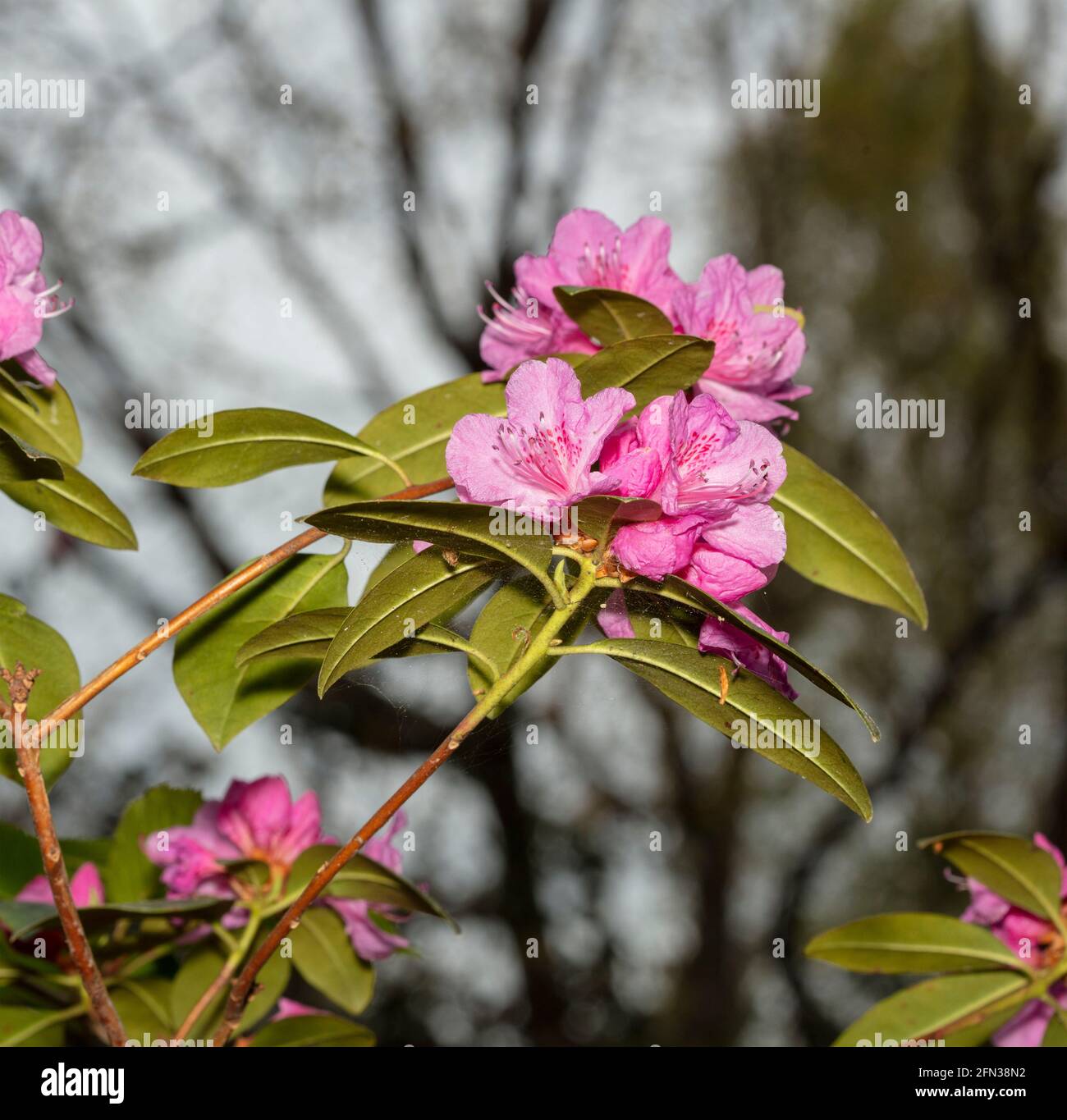 Rododendro – Olga Mezitt fioritura in primavera, ritratto di piante naturali Foto Stock