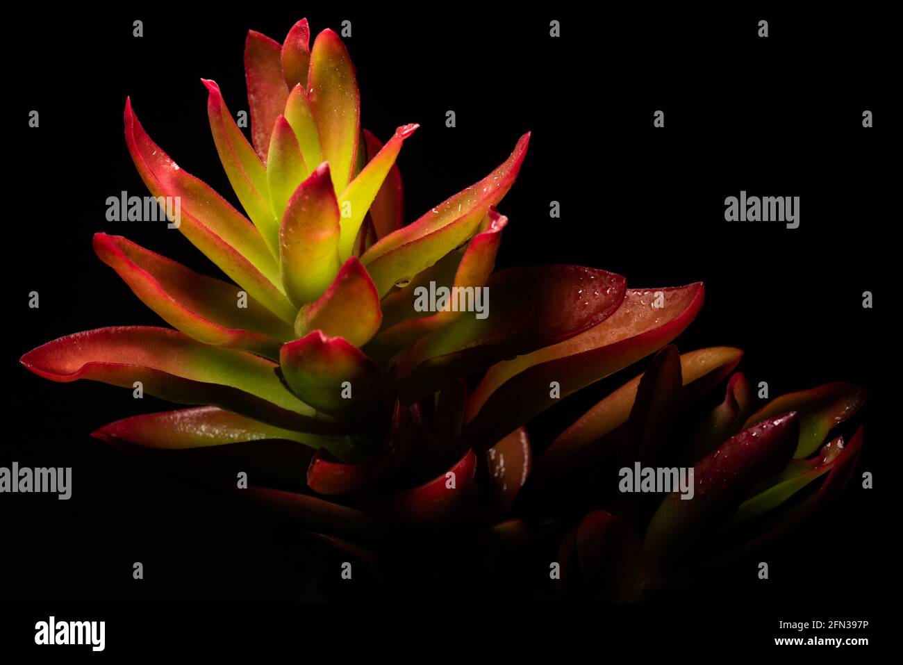 Bellissimo ritratto macro di una pianta Campfire di Crassula Capitella Foto Stock
