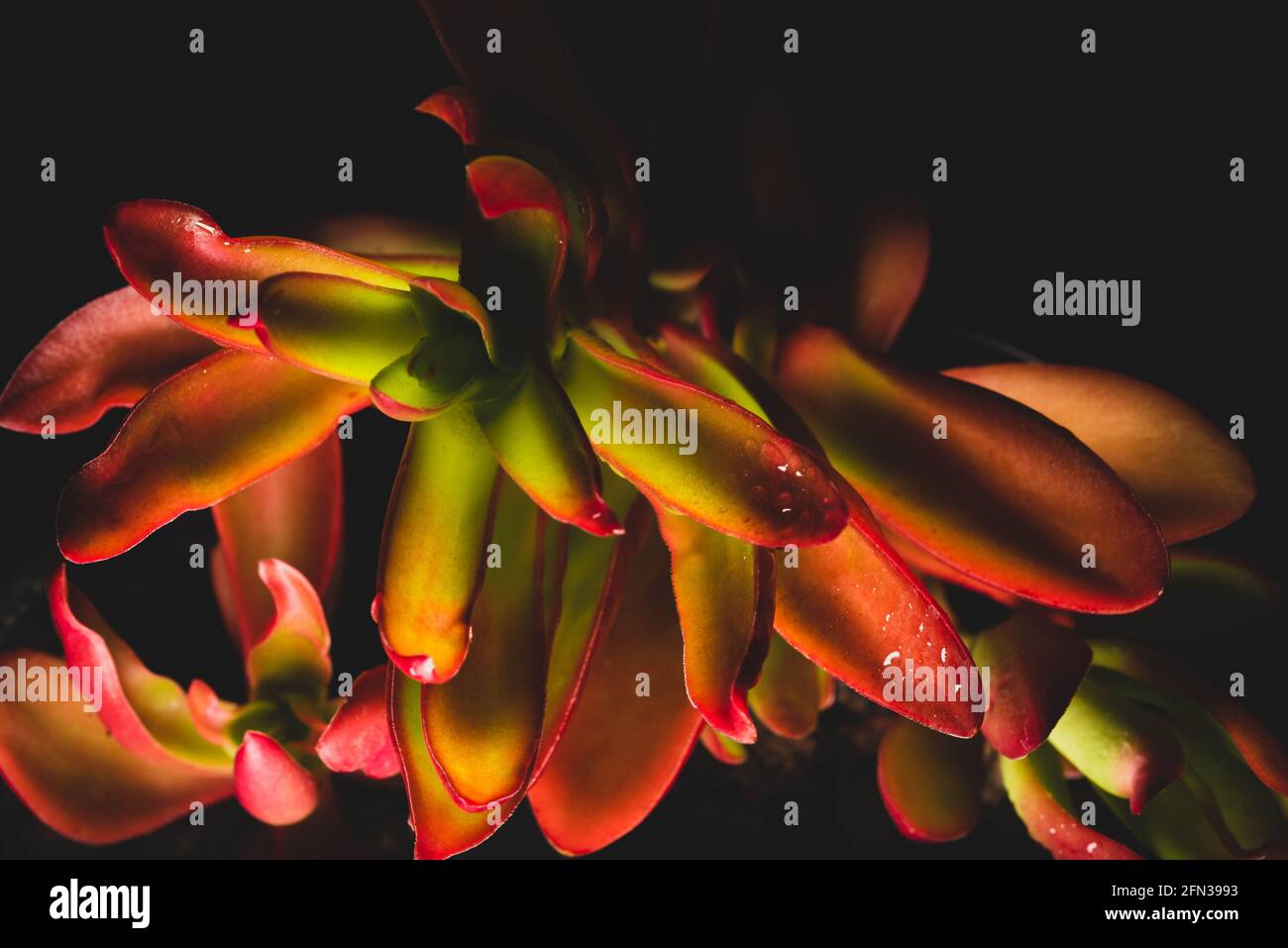 Bellissimo ritratto macro di una pianta Campfire di Crassula Capitella Foto Stock