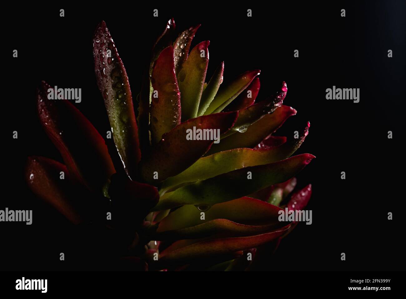 Bellissimo ritratto macro di una pianta Campfire di Crassula Capitella Foto Stock