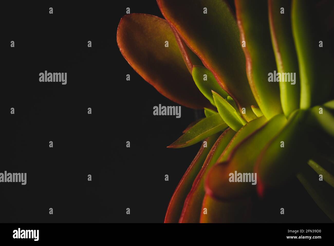 Bellissimo ritratto macro di una pianta Campfire di Crassula Capitella Foto Stock