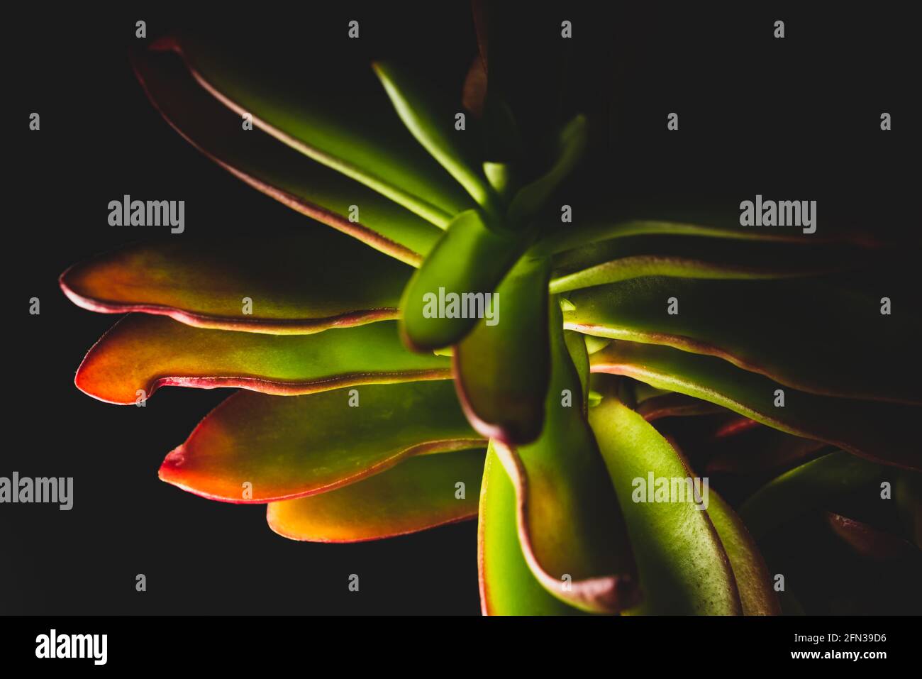 Bellissimo ritratto macro di una pianta Campfire di Crassula Capitella Foto Stock