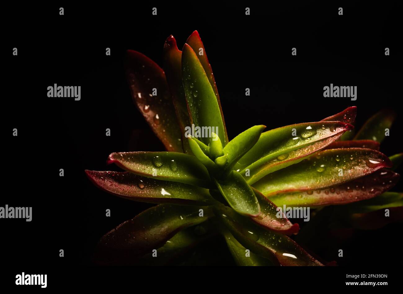 Bellissimo ritratto macro di una pianta Campfire di Crassula Capitella Foto Stock