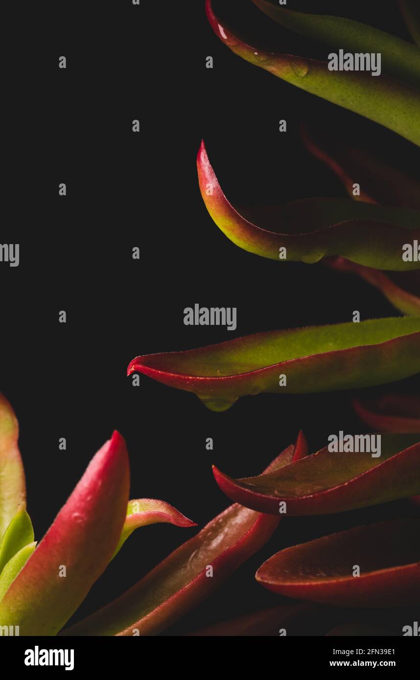 Bellissimo ritratto macro di una pianta Campfire di Crassula Capitella Foto Stock