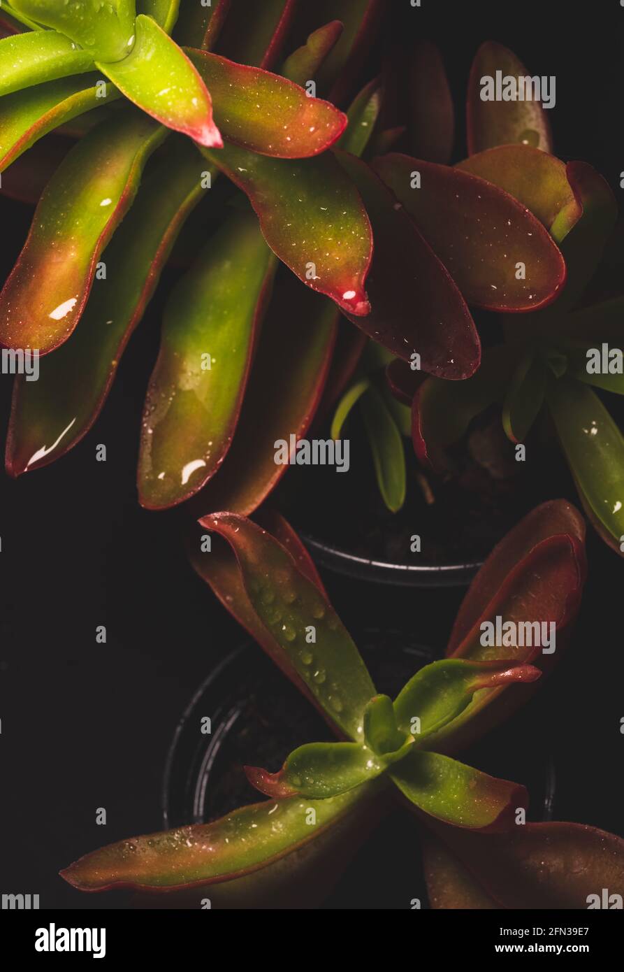 Bellissimo ritratto macro di una pianta Campfire di Crassula Capitella Foto Stock