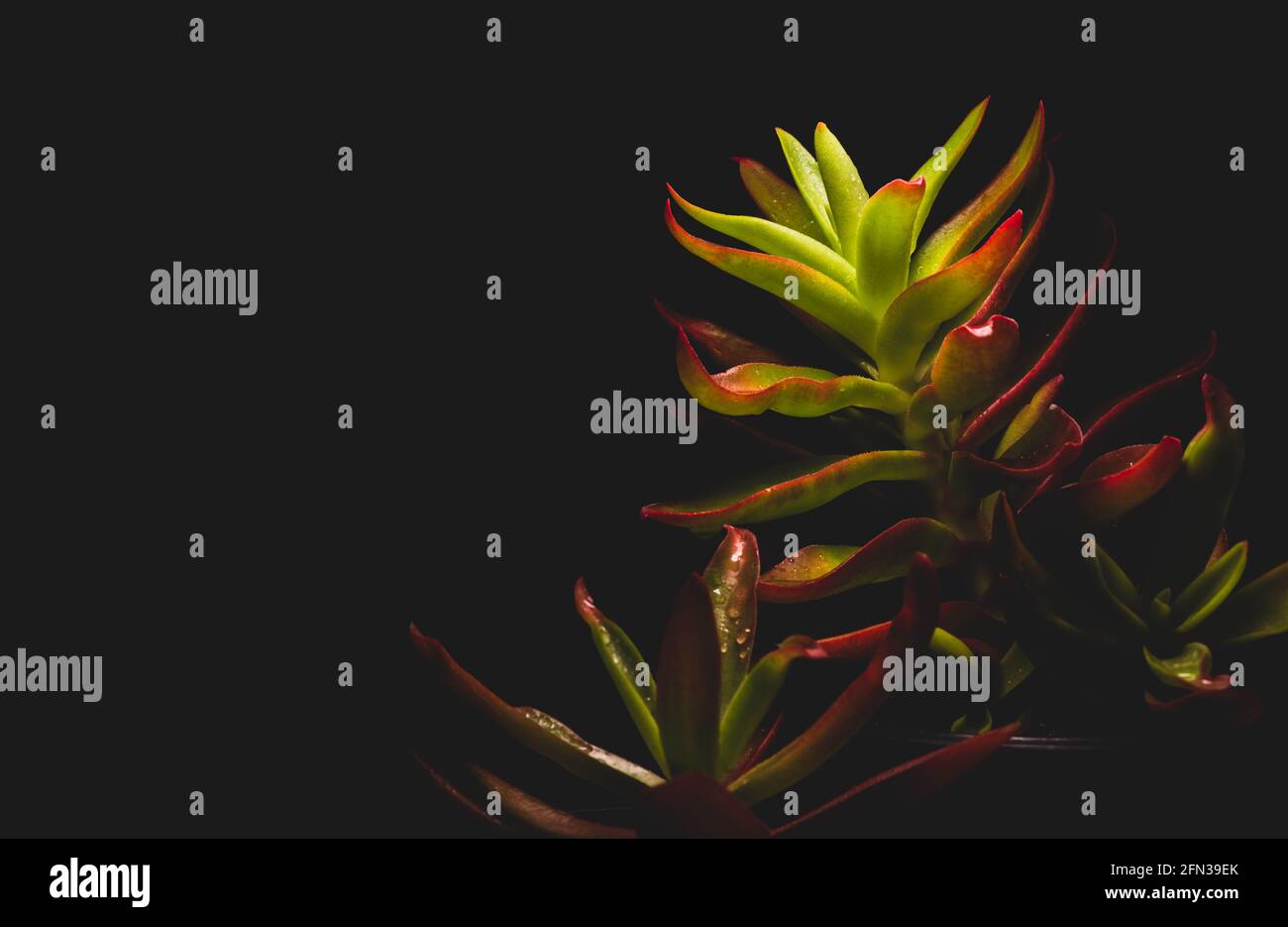 Bellissimo ritratto macro di una pianta Campfire di Crassula Capitella Foto Stock