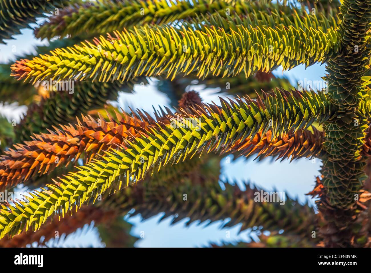 Aghi di albero sempreverde Araucaria araucana, comunemente chiamato l'albero del puzzle delle scimmie, albero della coda delle scimmie, pewen o pino cileno Foto Stock
