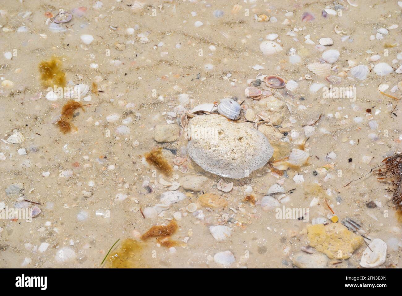 Primo piano immagine di una piscina di marea su uno stato parco spiaggia in Florida Foto Stock