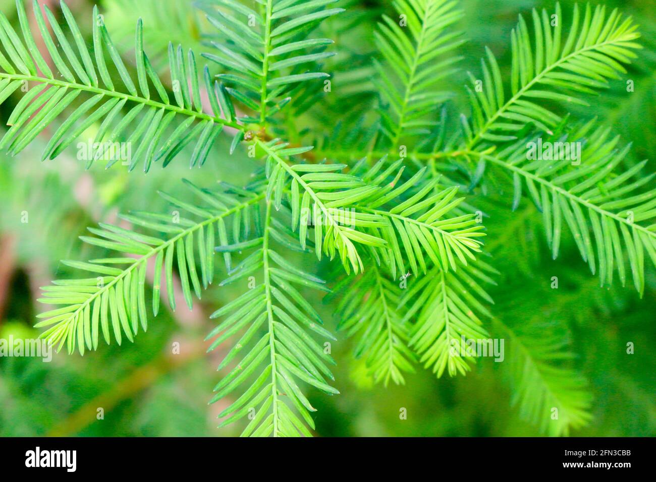 Fogliame di cipresso calvo (Toxodium distichum). Salt Creek Nature Preserve, Cook County, Illinois. Foto Stock