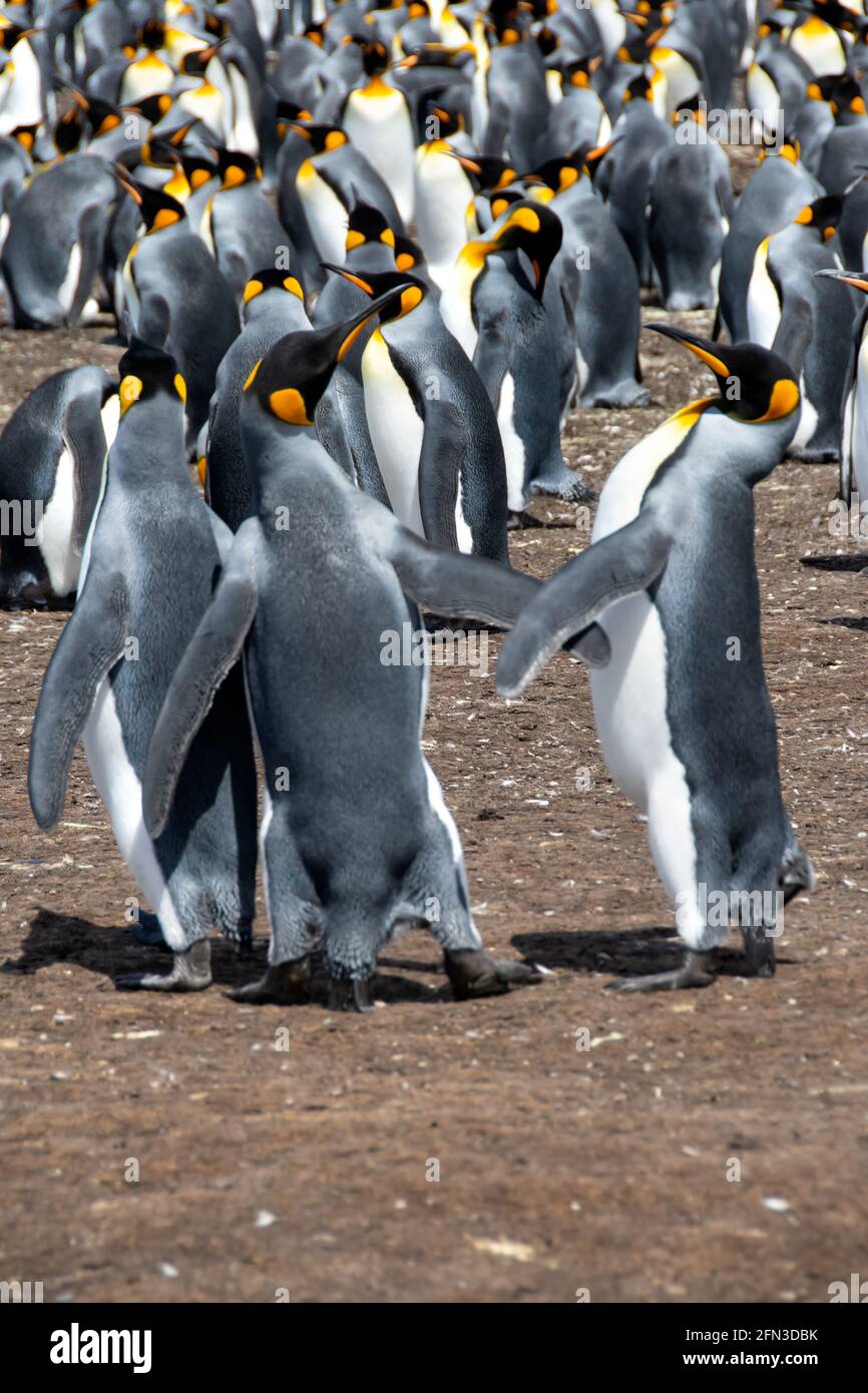 Una grande colonia di pinguini di Re a Volontario Point, Isole Falkland. Foto Stock
