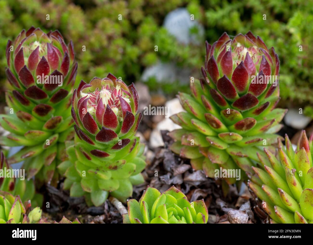 sempervivum rosso e verde succulente pianta alpina in un giardino roccioso , marco ha sparato il fuoco sul terreno sullo sfondo sfocato per aiutare lo spazio di copia Foto Stock