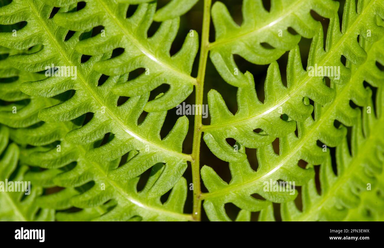 Foglie di felce verdi (Nephrolpis cordifolia), fuoco selezionato, per sfondo naturale e carta da parati Foto Stock