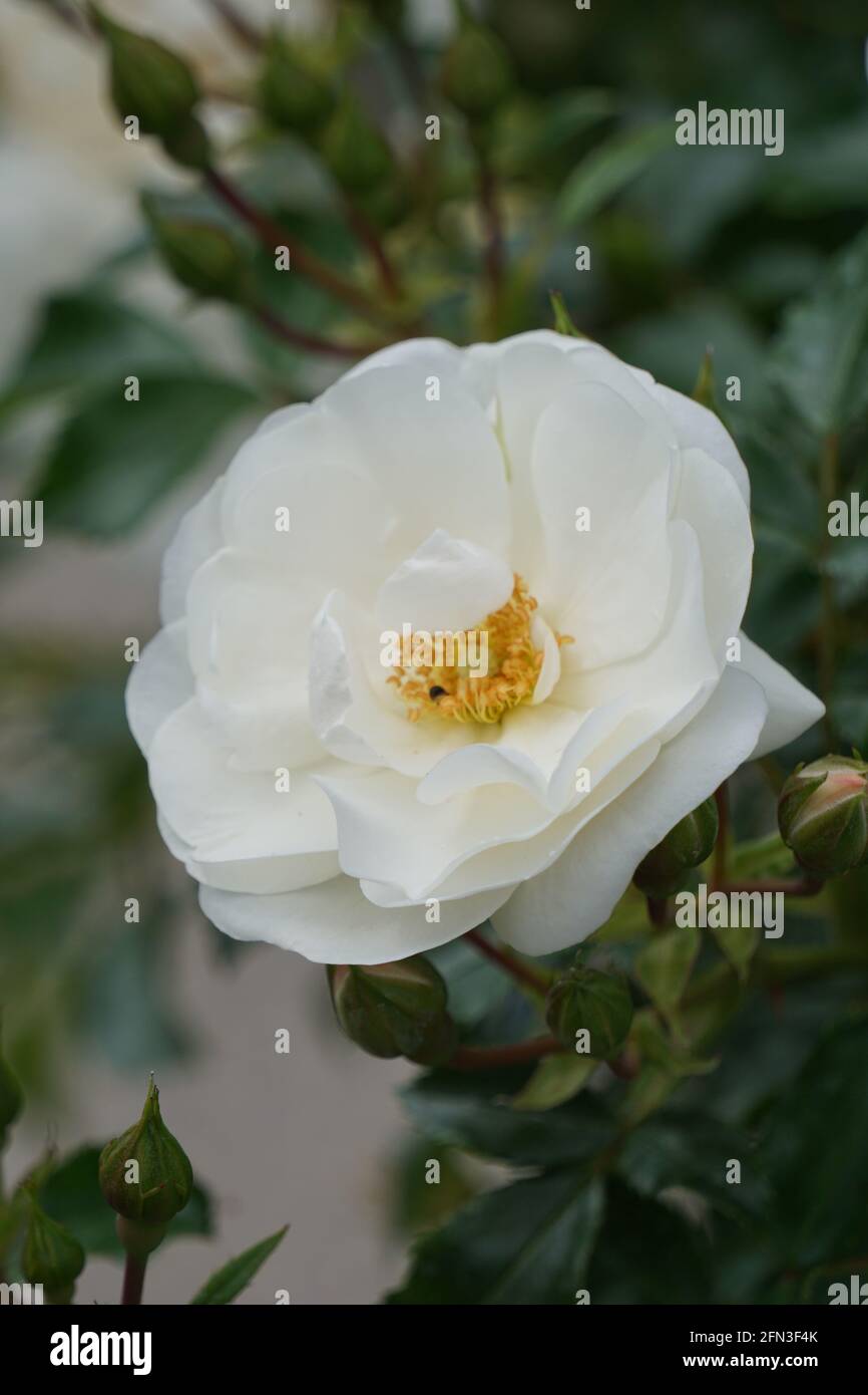 Rosa bianca di York fiorente nel giardino Foto Stock