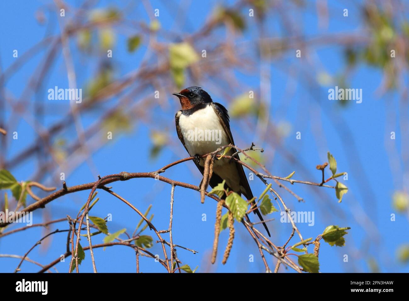 fienile inghiottire, uccello Foto Stock