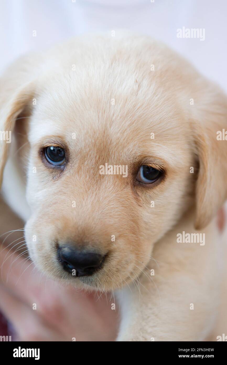 Cane bambino e labrador immagini e fotografie stock ad alta risoluzione -  Alamy