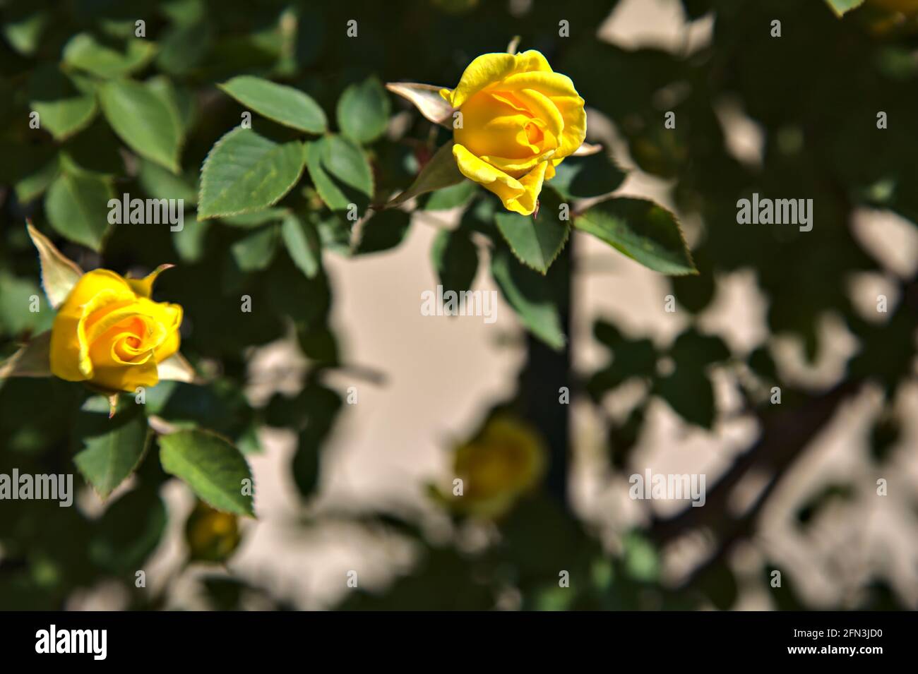 Rose gialle in fiore visto da vicino Foto Stock