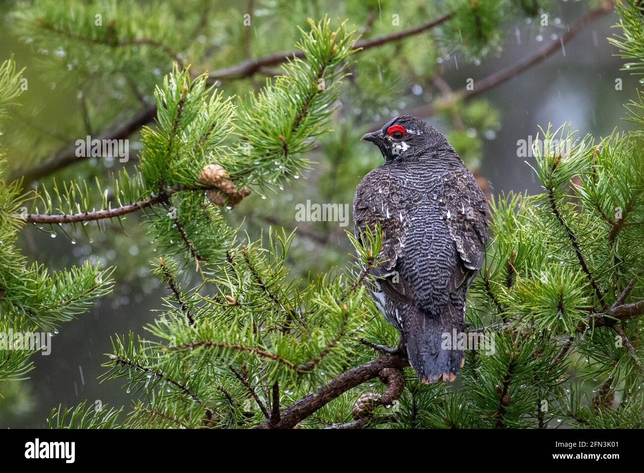 Abete rosso Grouse in pino silvestre Foto Stock