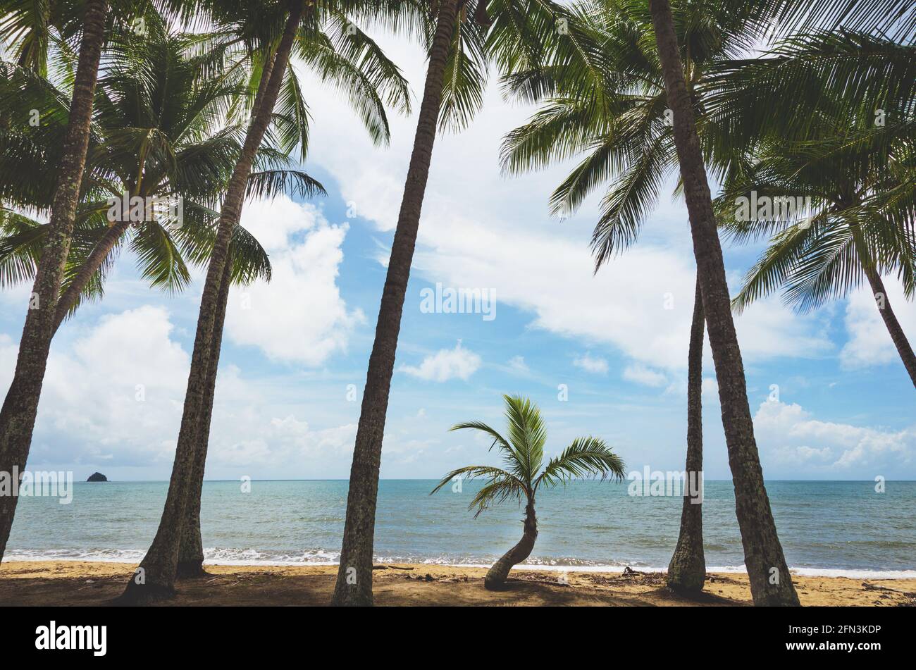 La piccola palma cresce sotto palme completamente cresciute lungo la spiaggia di Palm Cove, Queensland, Australia. Foto Stock
