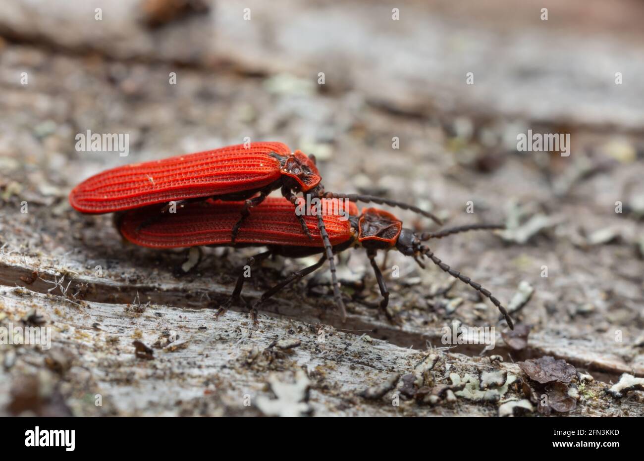 Beetles ad alata rossa, Dittyoptera aurora su legno, macro foto Foto Stock
