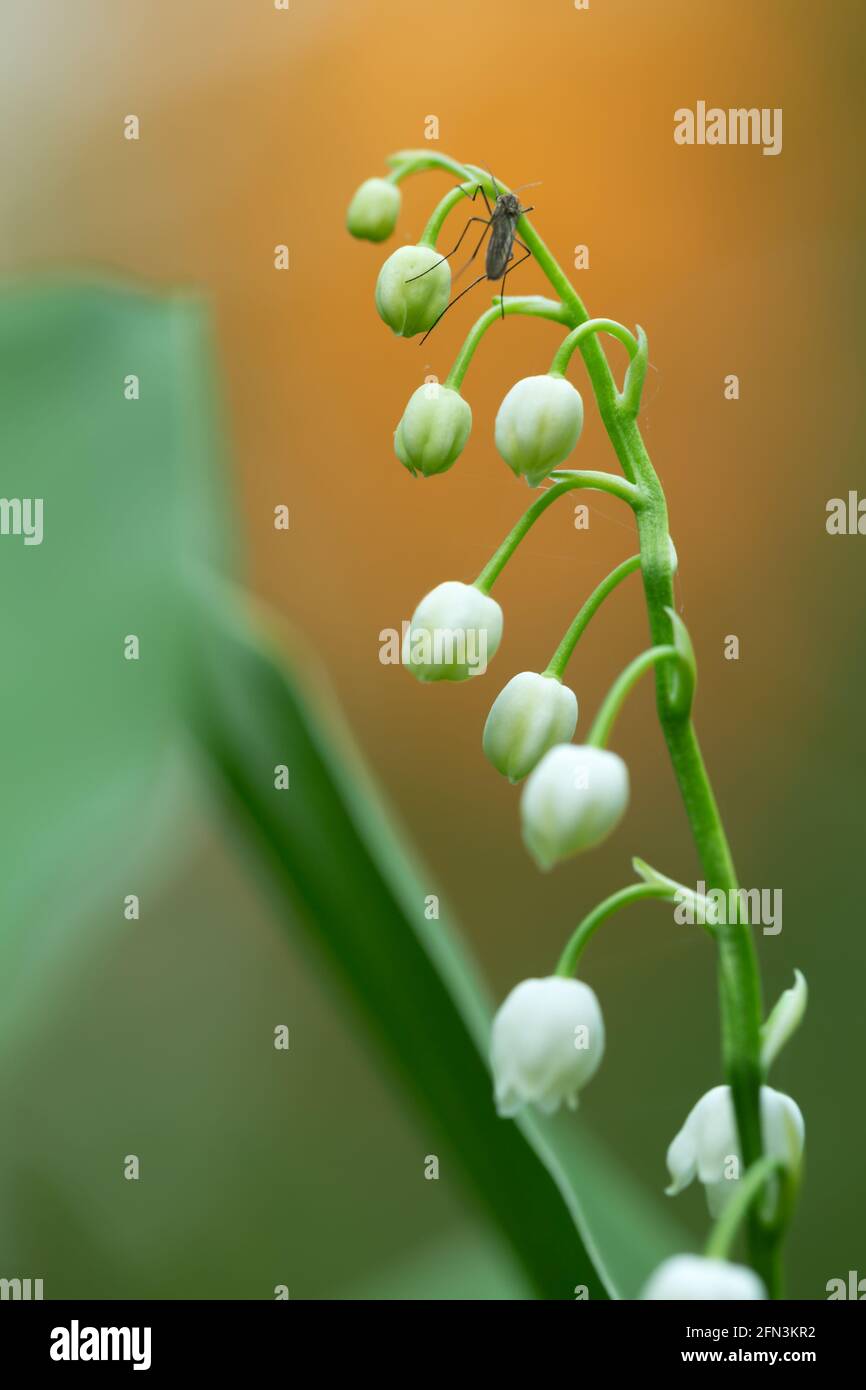 Lily-of-the-Valley, pianta di Convallaria majalis con gemme e zanzara in primavera Foto Stock