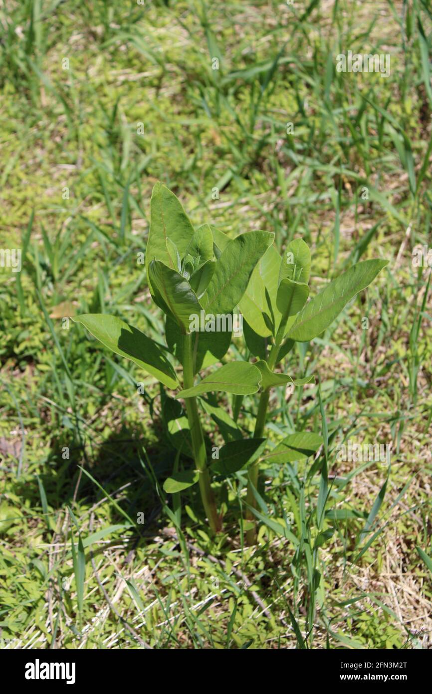 Una pianta di Milkweed comune in un campo, prima di fiorire Foto Stock