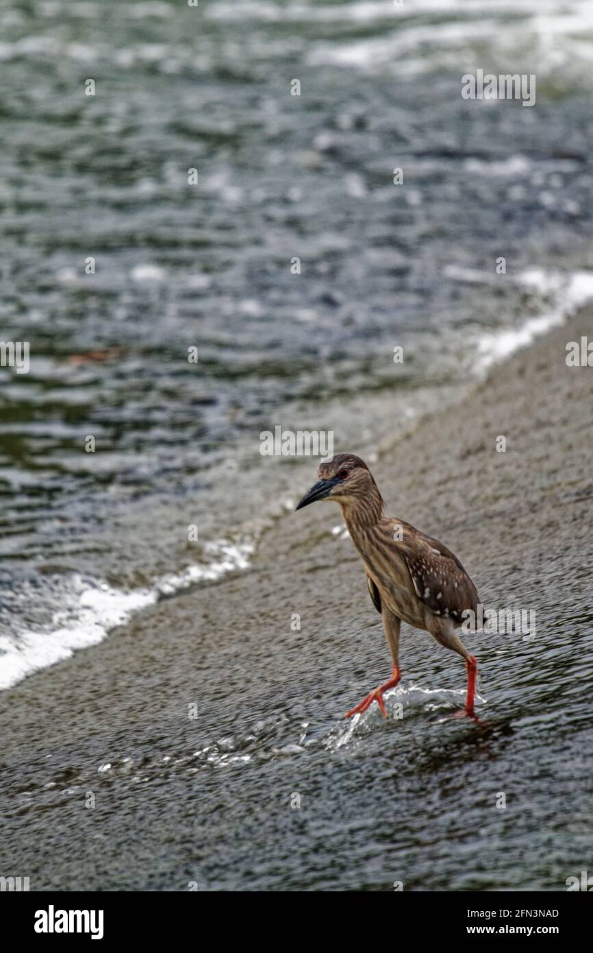 Uccelli in natura, giorno e selvaggio Erone Egret Foto Stock