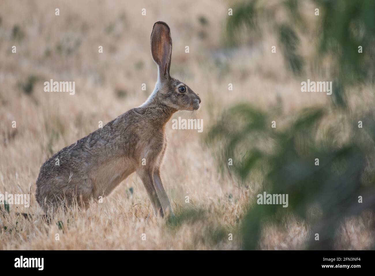 un jackconiglio dalla coda nera (Lepus californi) dal rifugio naturale di San Joaquin nella valle centrale della California. Foto Stock