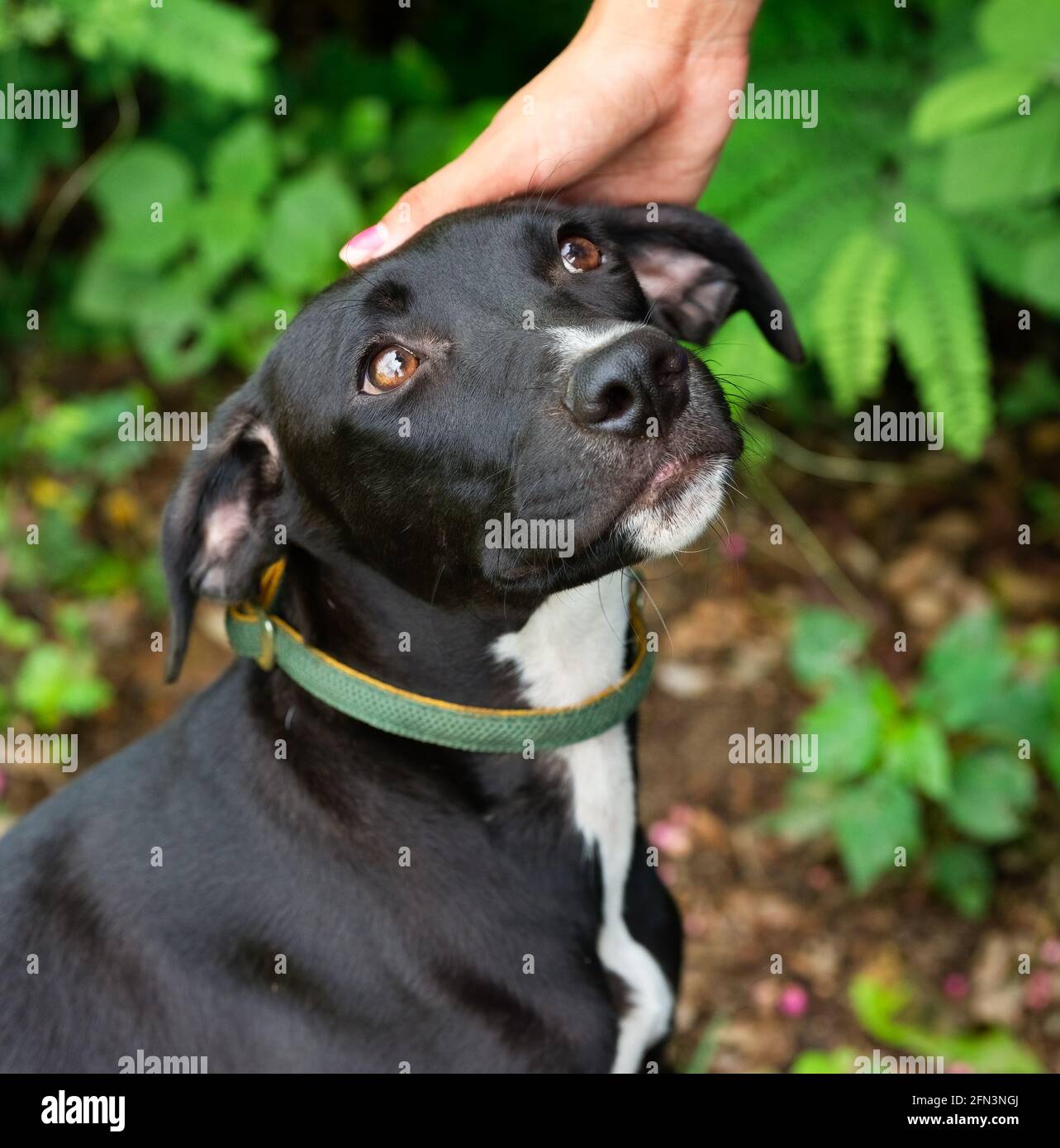 Un cane Shelter timido è stato accarezzato con affetto dentro Formato immagine verticale Foto Stock