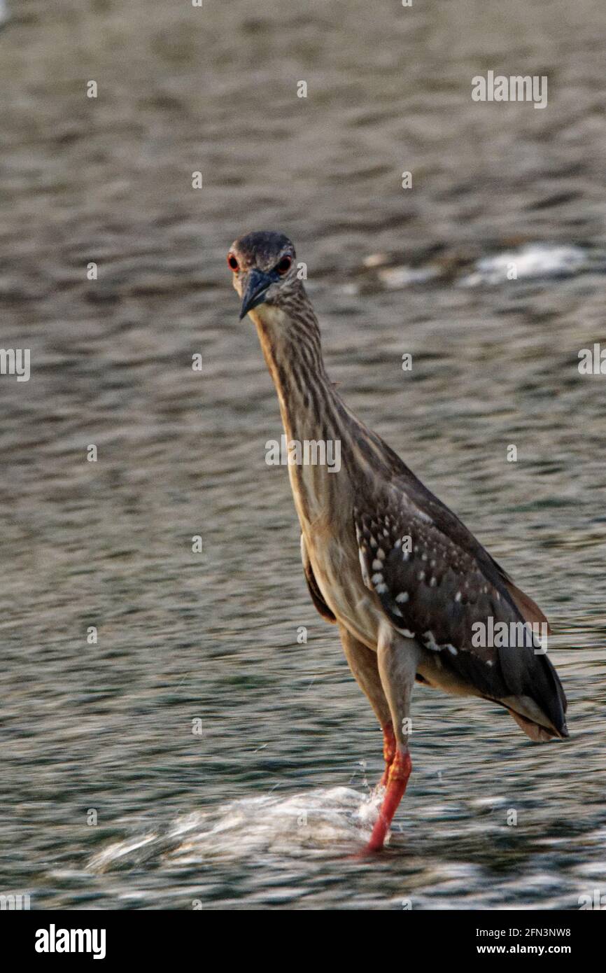 Uccelli in natura, giorno e selvaggio Erone Egret Foto Stock