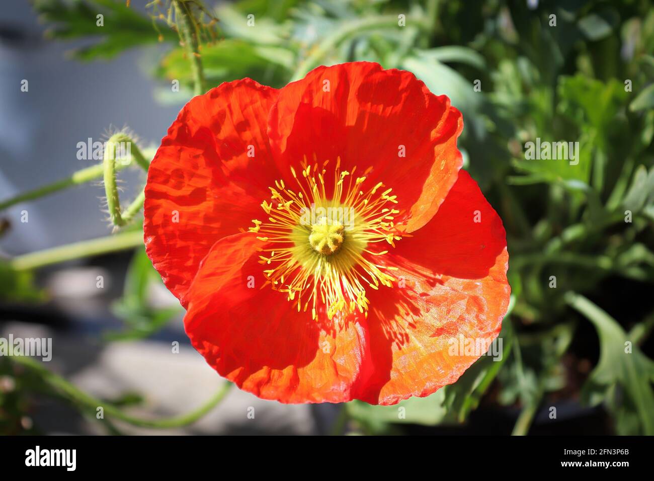 Vista dall'alto di un fiore rosso e giallo di Papaver Foto Stock