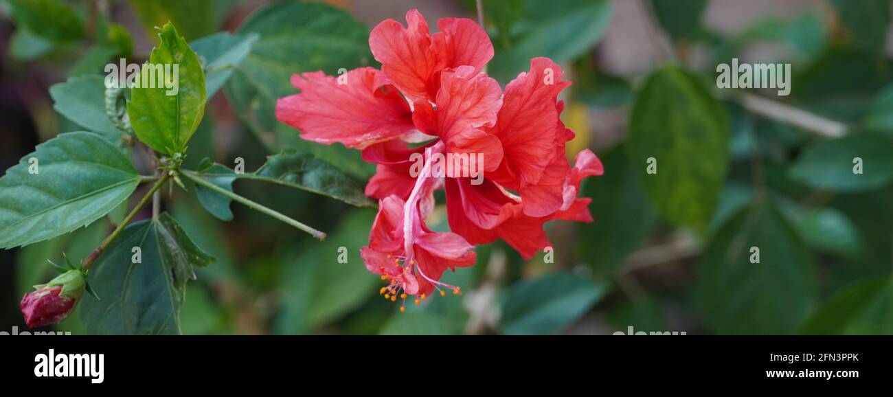 Primo Piano Di Rosa Brillante Grande Fiore Di Hibiscus Viola (Hibiscus Rose Tiny Bud) Su Foglie Verdi Sfondo Naturale. Red Hibiscus Hawaiian Plant In T. Foto Stock