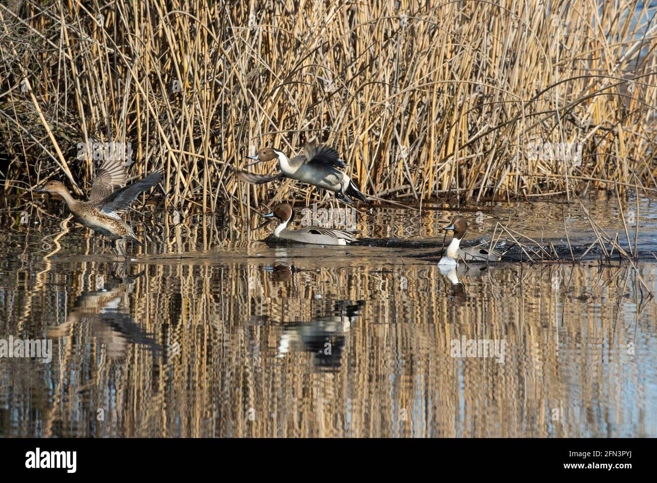 Northern Pintail, Anas acuta, attività di corteggiamento invernale su una palude della San Joaquin Valley all'interno della prateria Ecological Area, Merced County, California Foto Stock