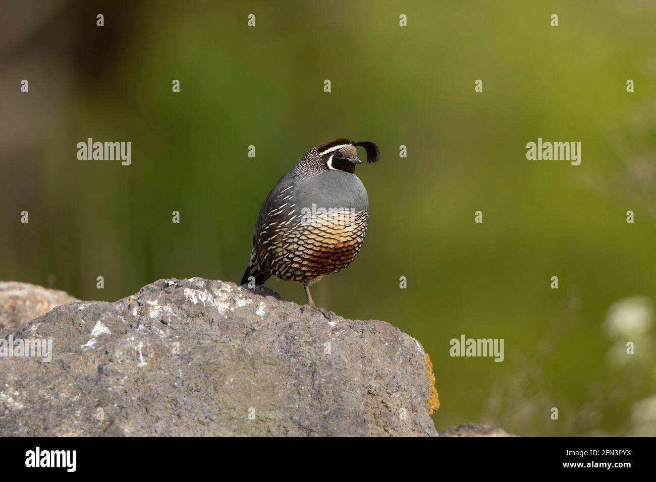 California Quail Rooster, Callipepla californica, si trova sulla roccia nella San Joaquin Valley della California. Foto Stock