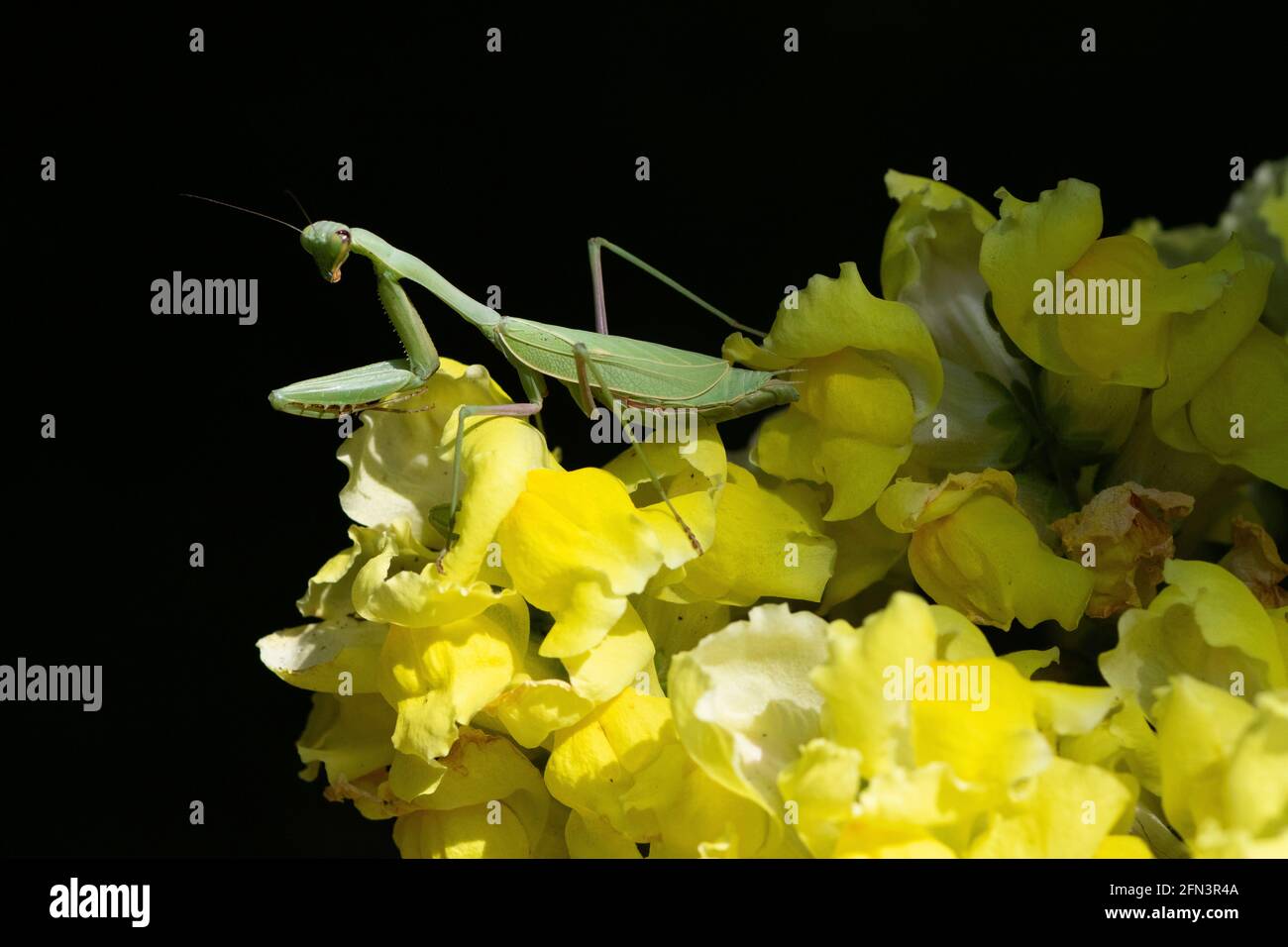 Mantis in preghiera posando su fiori di Snapdragon cortile, predazione di insetto naturale, organico Foto Stock